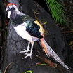 Lady Amherst's Pheasant